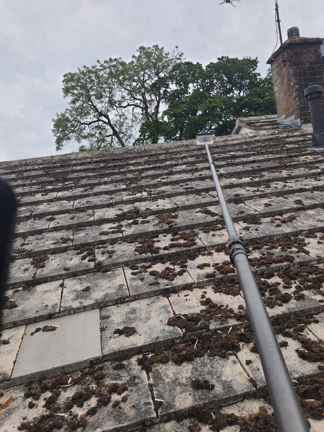 Moss Removal View of a sloped roof covered in debris, with trees and sky in the background.