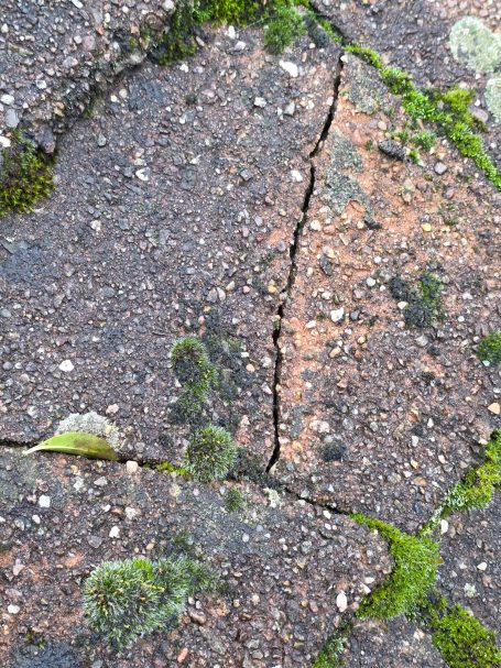 Cracked stone surface with moss and small plants growing in the crevices.