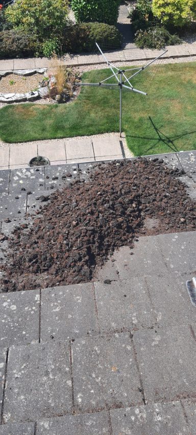 A patch of soil on a paved outdoor surface, surrounded by grass and greenery.