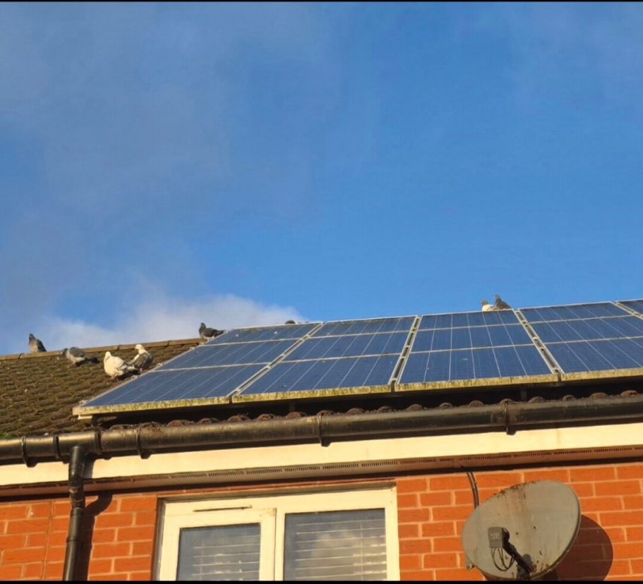 Pigeons nesting underneath solar panels Solar panels on a house roof, with pigeons perched on top under a blue sky.