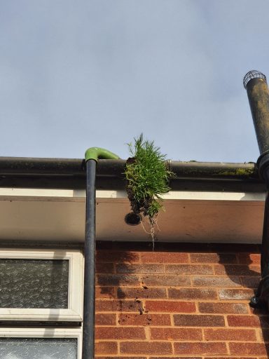 Green plant growing from a gutter on a brick building under a cloudy sky.