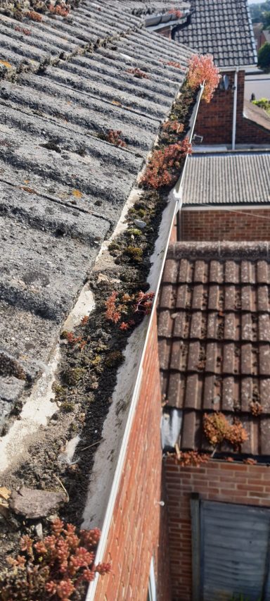 Gutter overrun with vegetation, with rooftops in the background.