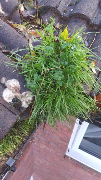 Lush green grass and mushrooms growing on a tiled roof.