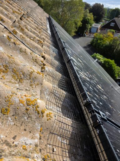 Bird proofing in Taunton Bird proofing